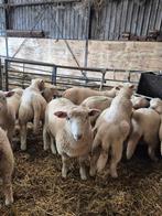 Rammen, Dieren en Toebehoren, Schapen, Geiten en Varkens, Mannelijk, Schaap, 0 tot 2 jaar