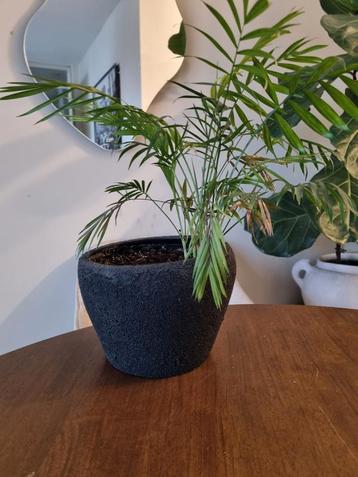 Kamerplant met HM Home vaas - Palm beschikbaar voor biedingen