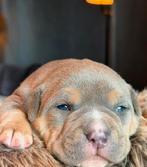 Champion Smokey Joe American Bully Pup, Dieren en Toebehoren, Honden | Bulldogs, Pinschers en Molossers, Overige rassen, CDV (hondenziekte)