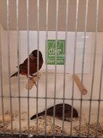 Kanaries zwart rood tt kwaliteit, Dieren en Toebehoren, Vogels | Kanaries, Meerdere dieren, Kleurkanarie