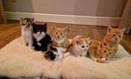 Mooie boerderijkittens te koop, Dieren en Toebehoren, Katten en Kittens | Raskatten | Korthaar, Meerdere dieren, Ontwormd