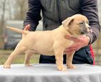 American bully pocket pups, Dieren en Toebehoren, Fokker | Hobbymatig, Rabiës (hondsdolheid), 8 tot 15 weken, Buitenland