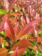 Photinia red Robin ideaal voor hagen, Ophalen of Verzenden, Zomer, Klimplanten, Halfschaduw
