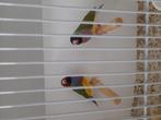Goulds gould amadine, Dieren en Toebehoren, Vogels | Overige Vogels, Meerdere dieren, Geringd