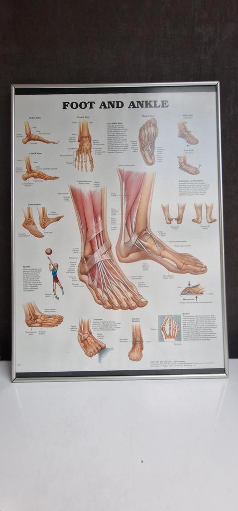 Anatomie Voet Poster, Hobby en Vrije tijd, Cursusmateriaal, Gebruikt, Kunst en Creatief, Boek, Ophalen of Verzenden