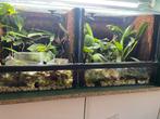 Dubbel tarrarium, Dieren en Toebehoren, Ophalen, Zo goed als nieuw