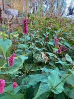 Persicaria amplexicaulis - Vaste plant, Tuin en Terras, Overige soorten, Vaste plant, Verzenden, Halfschaduw