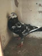 Kleur, Dieren en Toebehoren, Vogels | Duiven, Postduif
