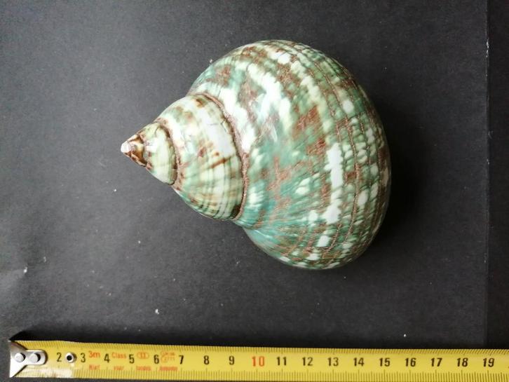 veel schelpen, Verzamelen, Mineralen en Fossielen, Schelp(en), Ophalen of Verzenden