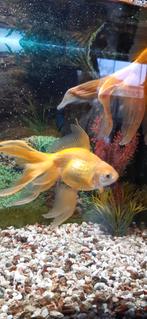 Goudvissen, Vis, Zoetwatervis