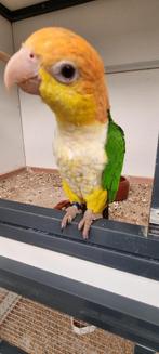 Roestkop Caique pop + DNA, Dieren en Toebehoren, Papegaai, Vrouwelijk, Geringd