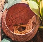 Wimpergecko man., Dieren en Toebehoren, Overige soorten, Tam, 7 tot 10 jaar