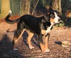 Entlebucher senner dekreu (soort kleine berner senner)topper, Reu, 1 tot 2 jaar, Buitenland, CDV (hondenziekte)