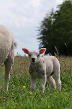 Land voor schapen of koeien gezocht, Dieren en Toebehoren, Stalling en Weidegang, Weidegang
