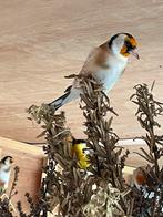 Majoor putter, Dieren en Toebehoren, Vogels | Overige Vogels, Meerdere dieren, Wildzangvogel