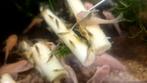 Mini japonica garnalen, Dieren en Toebehoren, Vissen | Aquariumvissen, Kreeft, Krab of Garnaal