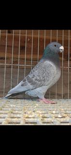 Show Racer doffer, Mannelijk, Kropper