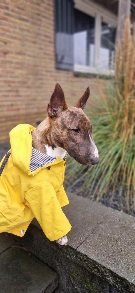 Miniature Bull Terrier reu Lui (Ludwig), 1 jaar, Dieren en Toebehoren, Honden | Jack Russells en Terriërs, Bull Terriër, 15 weken tot 1 jaar