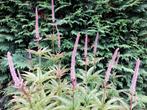 Veronicastrum virgiana ‘Red Arrows’, Volle zon, Vaste plant, Zomer, Ophalen