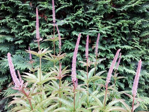 Veronicastrum virgiana ‘Red Arrows’, Tuin en Terras, Planten | Tuinplanten, Vaste plant, Overige soorten, Volle zon, Zomer, Ophalen
