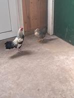 Kippen te koop, Dieren en Toebehoren, Pluimvee, Vrouwelijk, Kip