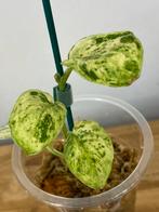 Scindapsus Jade Satin Marble Variegata, Ophalen of Verzenden, Halfschaduw, Minder dan 100 cm