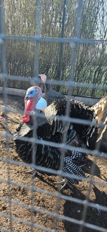 Prachtig koppel Kalkoenen brons haan x wit hen aan de leg!   beschikbaar voor biedingen