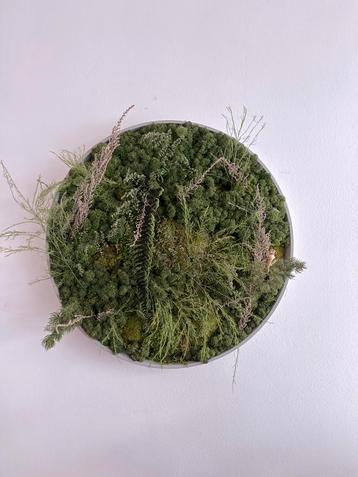 Moswand Cirkel Ø60cm - Mosmuur (Onderhoudsvrij) beschikbaar voor biedingen