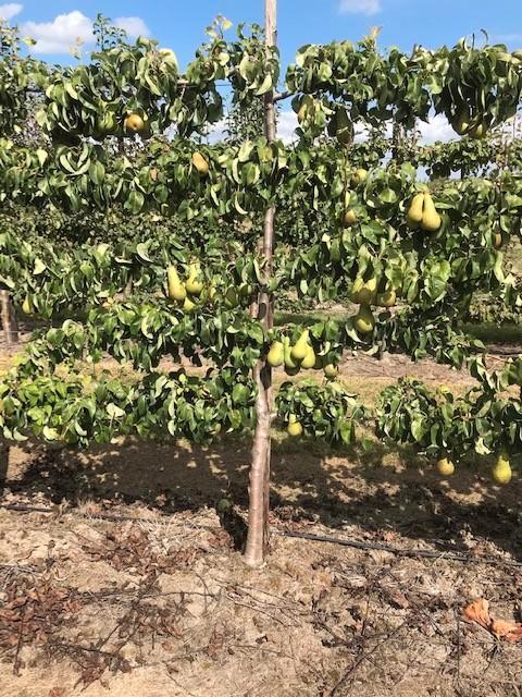 Fruitbomen in leivorm / Leibomen / Peer, Tuin en Terras, Planten | Fruitbomen, Perenboom, 100 tot 250 cm, Halfschaduw, Lente, Ophalen