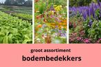 Bodembedekkers tuinplanten en heesters, Overige soorten, Vaste plant, Ophalen of Verzenden, Bloeit niet