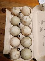 Broedeieren loopeenden, Geslacht onbekend, Eend