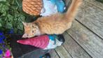 Vol mainecoon meisje en een mainecoon  x Britse katertje, Dieren en Toebehoren, Katten en Kittens | Raskatten | Langhaar