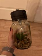 Vetplant in Mason Jar met Licht - Decoratief!, Ophalen of Verzenden, Nieuw