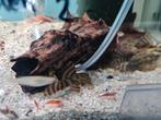 L397, Alenquer Tiger Pleco, algeneter, Panaqolus sp., Vis, Zoetwatervis