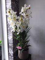 PRACHTIGE ORCHIDEE 6 TAKKEN MET BLOEMEN 75cm HOOGTE, Ophalen of Verzenden, Nieuw, Binnen