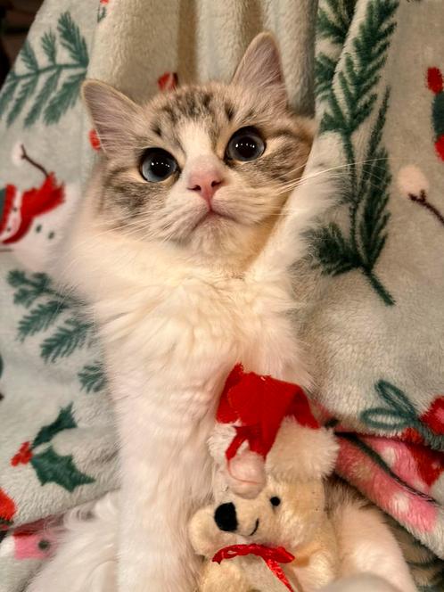 Schitterende jonge poezen te koop, heel lief karakter!, Dieren en Toebehoren, Katten en Kittens | Raskatten | Langhaar, Meerdere dieren