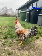 GRATIS HAAN, Dieren en Toebehoren, Pluimvee, Mannelijk, Kip