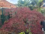 Grote rode Acer Palmatum, Japanse Esdoorn, Tuin en Terras, Planten | Bomen, Ophalen, Bloeit niet, Volle zon, Overige soorten