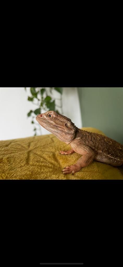 dwergbaardagaam zoekt nieuw huisje., Dieren en Toebehoren, Reptielen en Amfibieën, 3 tot 6 jaar, Met terrarium