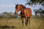 Prachtige Quarter Horse, Dieren en Toebehoren, Paarden, Westernpaard, Gechipt, Minder dan 160 cm, Ruin