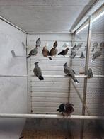 Groenvleugel doffers, Dieren en Toebehoren, Vogels | Duiven, Meerdere dieren, Overige soorten