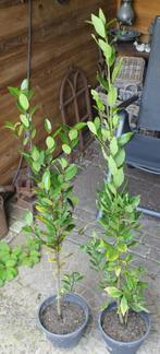 Laurier. Echte Laurier Lauris nobilis., Vaste plant, Bloeit niet, Halfschaduw, Ophalen