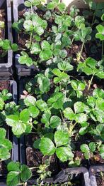 Aardbeienplanten, Ophalen, Zomer, Overige soorten, Volle zon