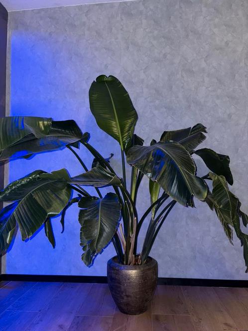 Strelitzia Nicolai plant. 1.70 incl pot, Huis en Inrichting, Woonaccessoires | Kunstplanten en Kunstbloemen, Zo goed als nieuw
