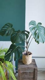 Monstera met grote bladeren, Ophalen, Overige soorten, Halfschaduw, In pot