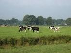 Hulp aangeboden melkveehouderij (vrijwillig) - Deventer