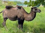 Prachtige, Ongecastreerde Kameelhengst Te Koop, Dieren en Toebehoren, Overige Dieren, September, Mannelijk