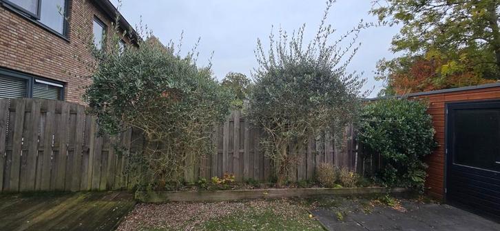 Twee Olijfbomen - Zelf Uithalen!, Tuin en Terras, Planten | Bomen, Olijfboom, 100 tot 250 cm, Volle zon, Bloeit niet, Ophalen of Verzenden