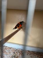 Koppel kapoetsensijzen van 2024 en 2022, Dieren en Toebehoren, Meerdere dieren