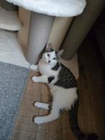 Twee onweerstaanbare kittens zoeken hun gouden mandje, Dieren en Toebehoren, Katten en Kittens | Overige Katten, Meerdere dieren
